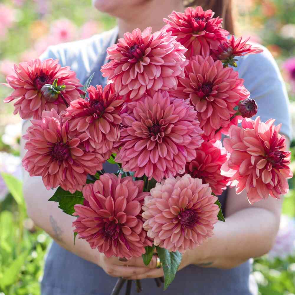Dekorativdahlia 'Klara Zak'