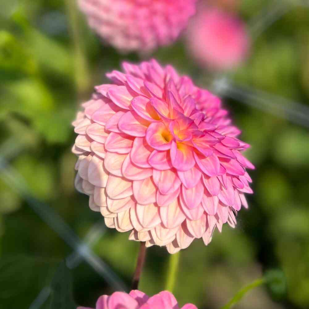 Bolldahlia 'Pink Suffusion'