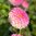Bolldahlia 'Pink Suffusion'