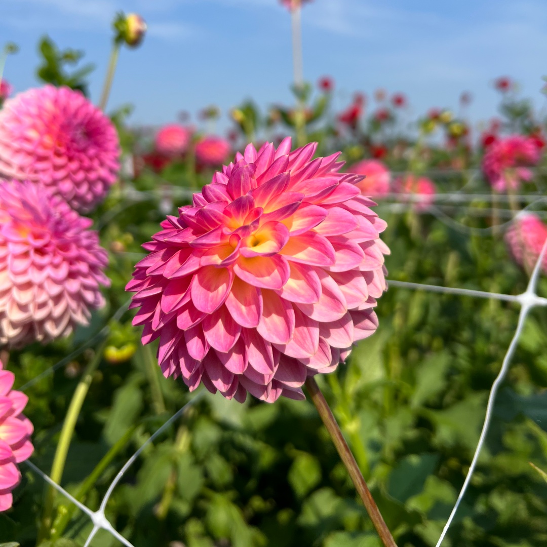 Bolldahlia 'Pink Suffusion'