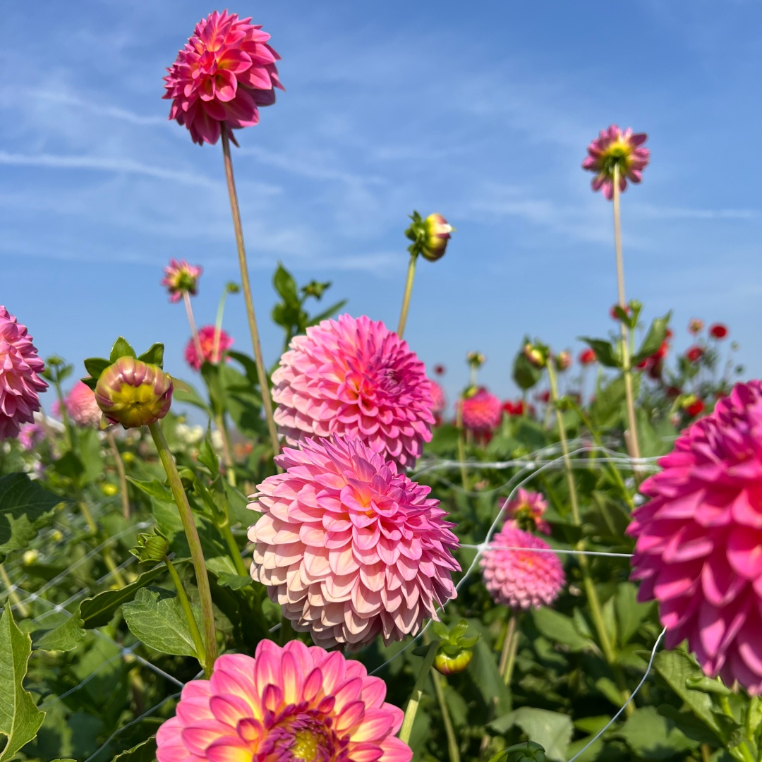 Bolldahlia 'Pink Suffusion'