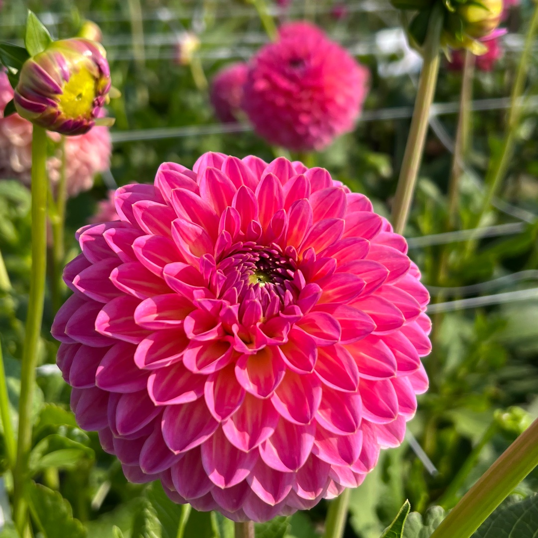 Bolldahlia 'Pink Suffusion'