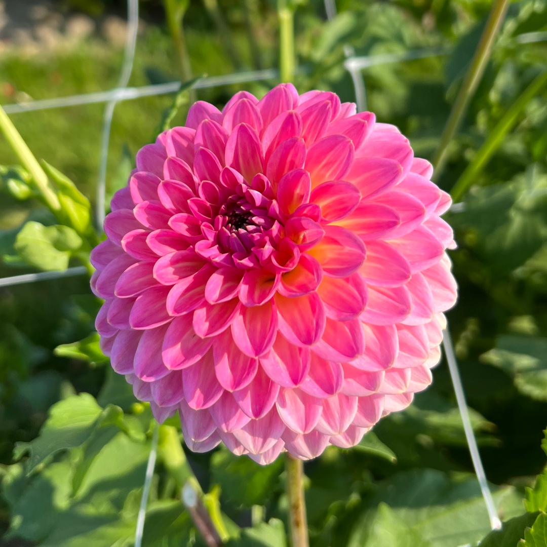 Bolldahlia 'Pink Suffusion'