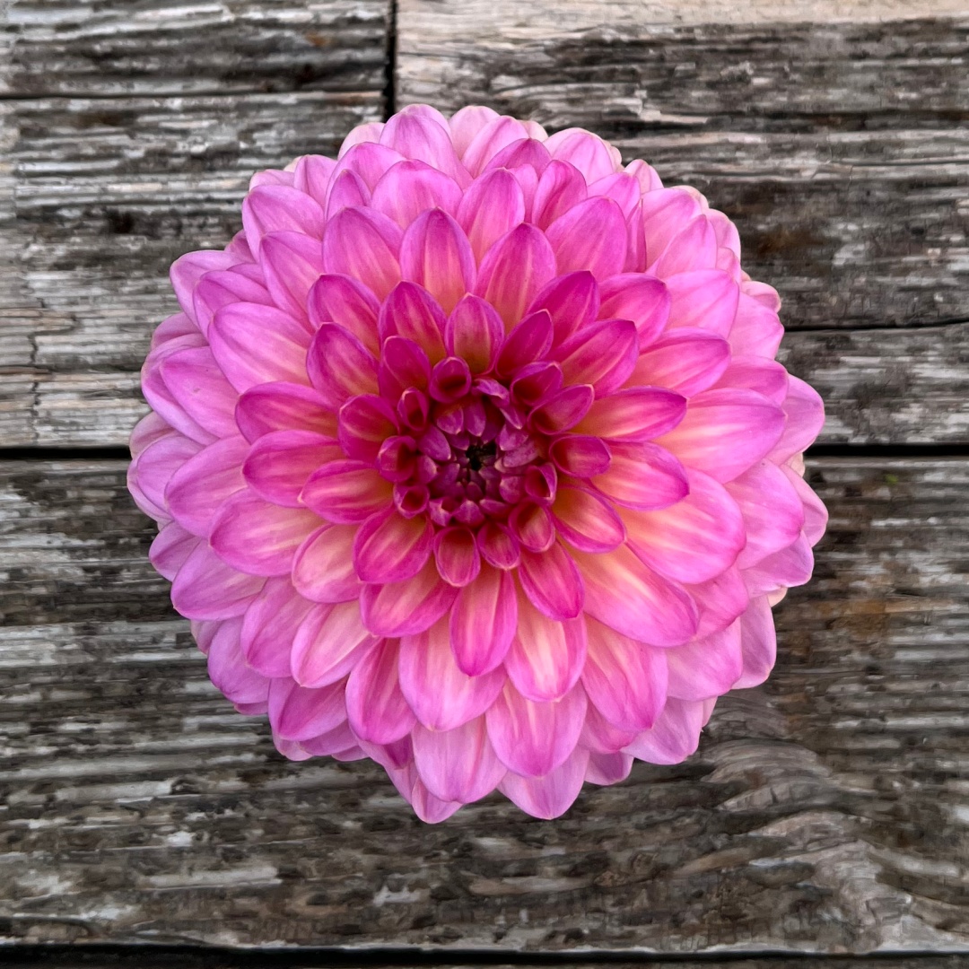 Bolldahlia 'Pink Suffusion'