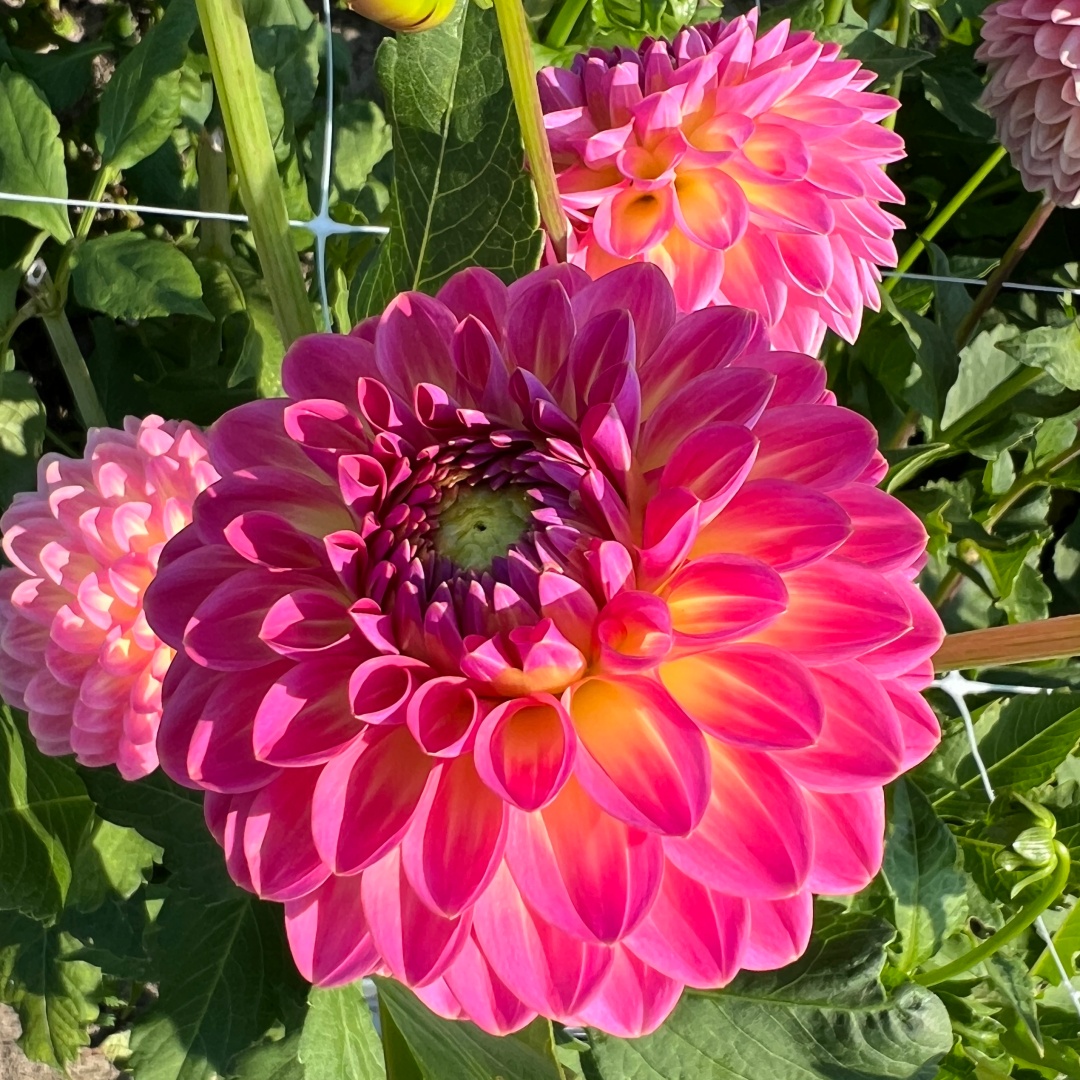 Bolldahlia 'Pink Suffusion'