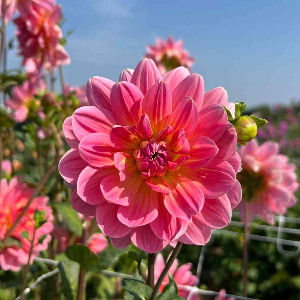 Näckrosdahlia 'Twiggy'