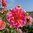 Näckrosdahlia 'Twiggy'