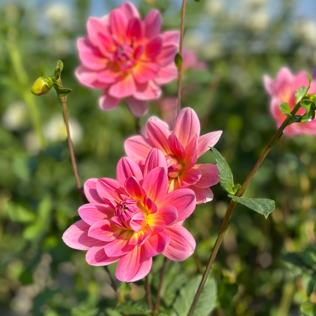 Näckrosdahlia 'Twiggy'