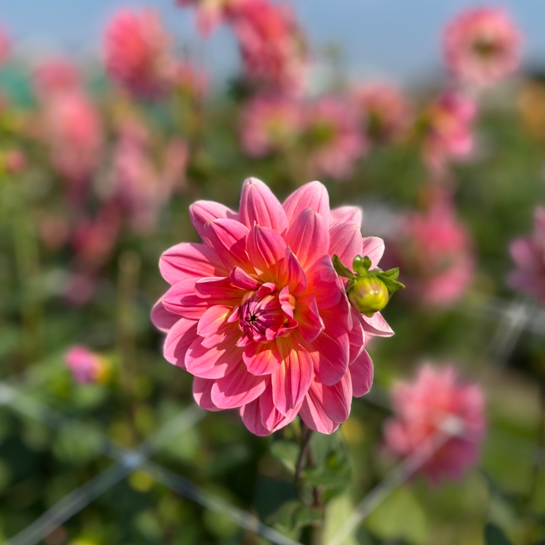 Näckrosdahlia 'Twiggy'