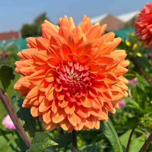 Koristedaalia 'Renate Tozio'