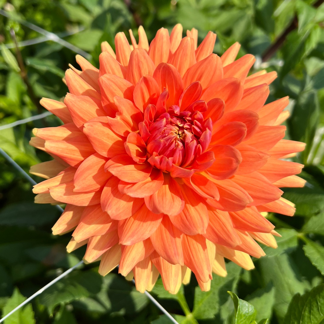 Dekorativdahlia 'Renate Tozio'