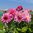 Dekorativdahlia 'Violet Dance'