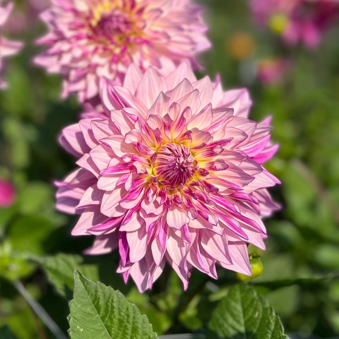 Dekorativdahlia 'Violet Dance'