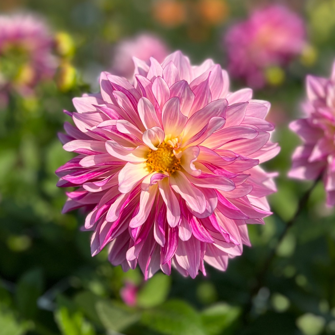 Dekorativdahlia 'Violet Dance'
