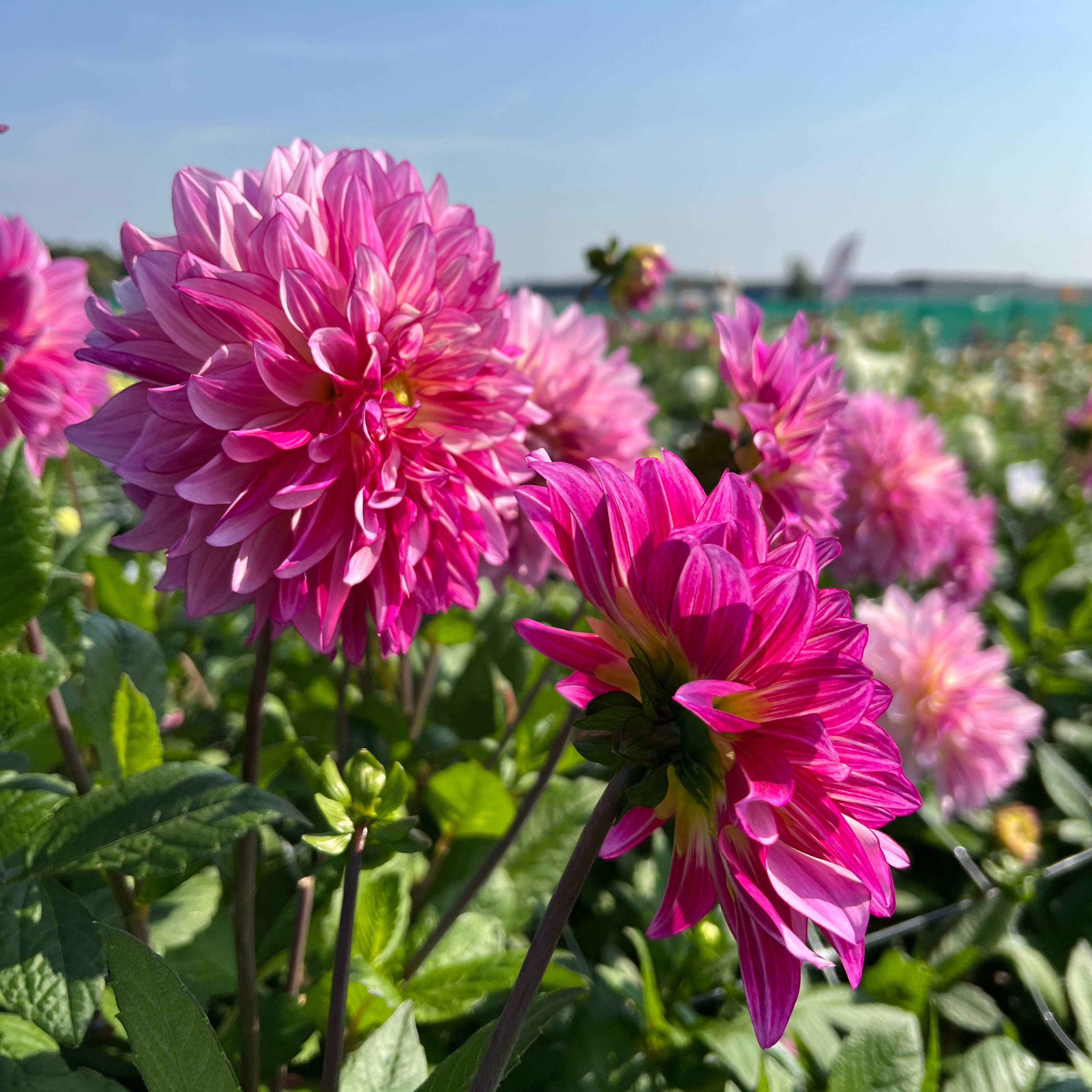 Dekorativdahlia 'Violet Dance'