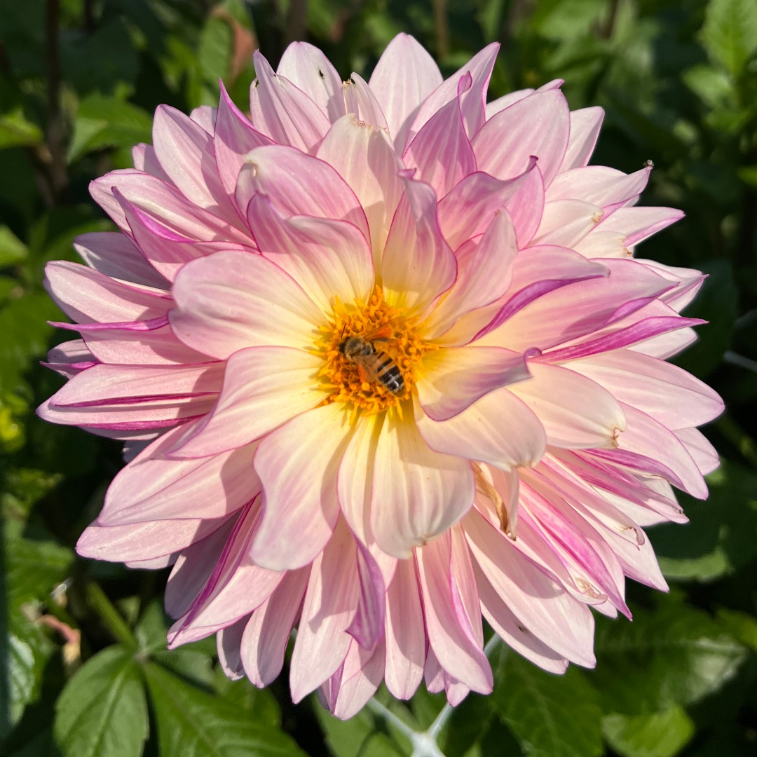 Dekorativdahlia 'Violet Dance'