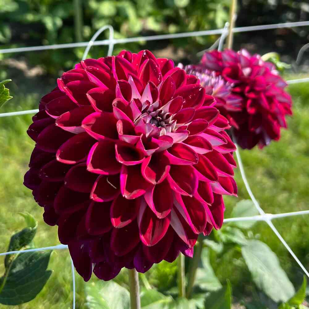 Dekorativdahlia 'Embassy'