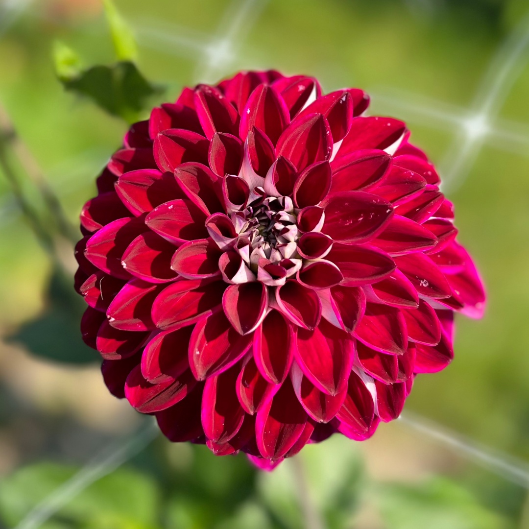 Dekorativdahlia 'Embassy'