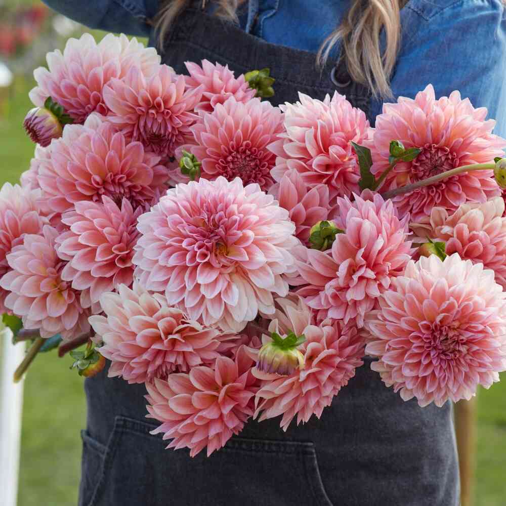 Bolldahlia 'Beauty Queen'