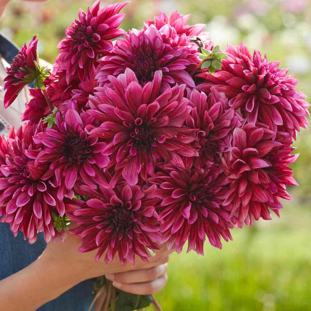 Dekorativdahlia 'Tanita'