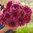 Dekorativdahlia 'Tanita'