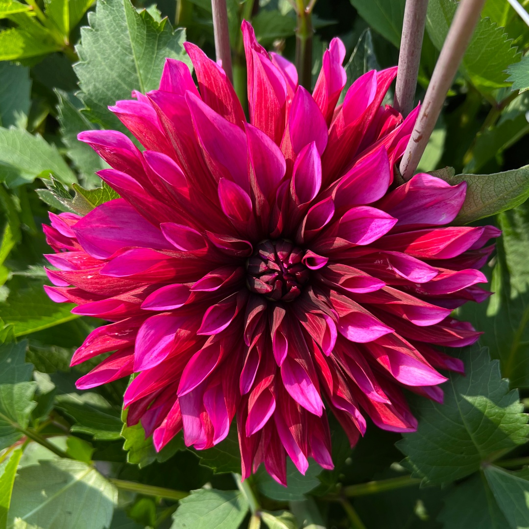 Dekorativdahlia 'Tanita'