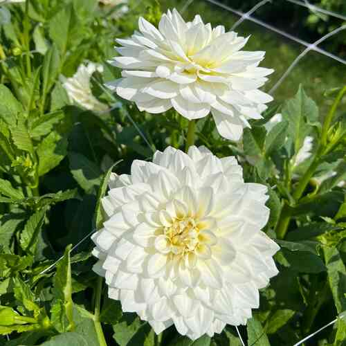 Koristedaalia 'White Swan'