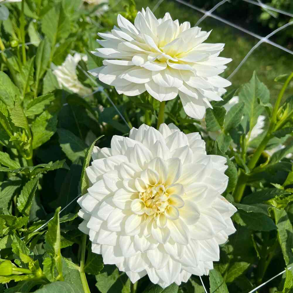 Dekorativdahlia 'White Swan'