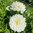 Dekorativdahlia 'White Swan'