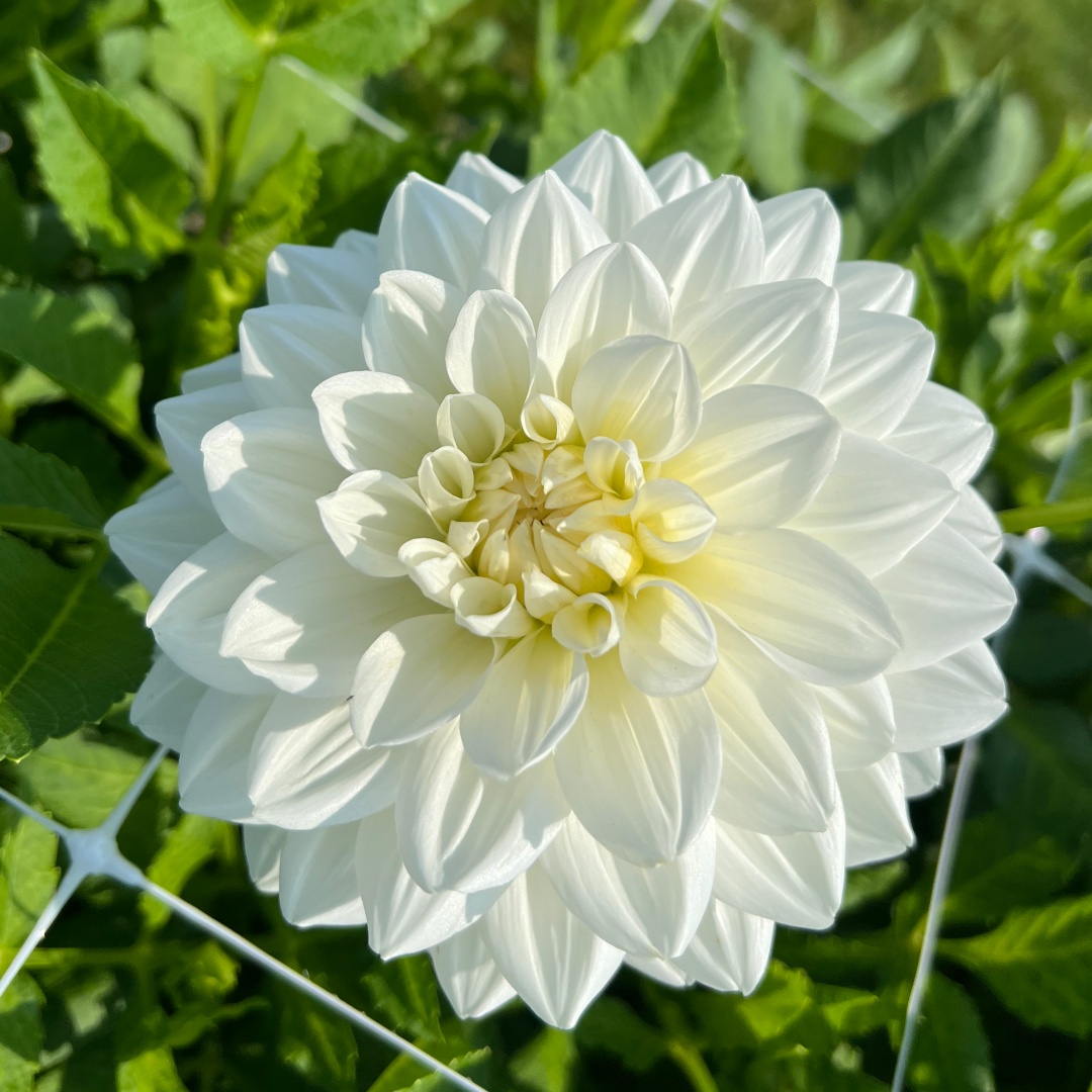 Dekorativdahlia 'White Swan'