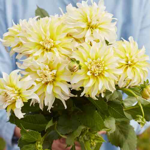 Koristedaalia 'Calgary Flames'