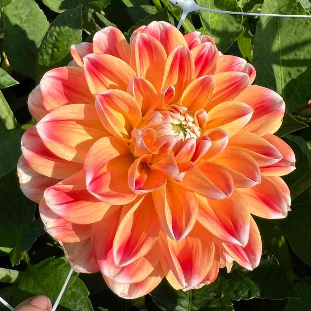 Dekorativdahlia 'Hapet Harmony'