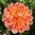 Dekorativdahlia 'Hapet Harmony'