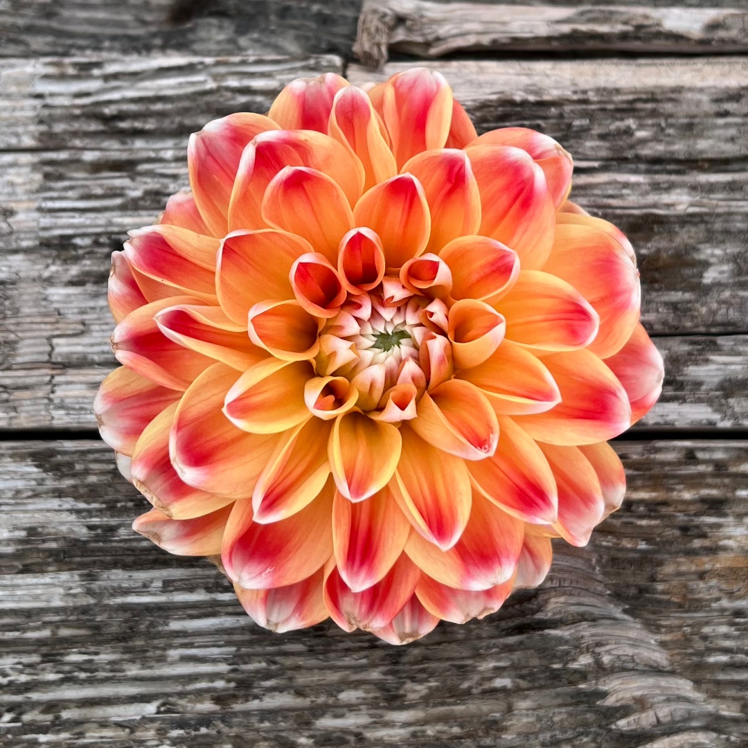 Dekorativdahlia 'Hapet Harmony'