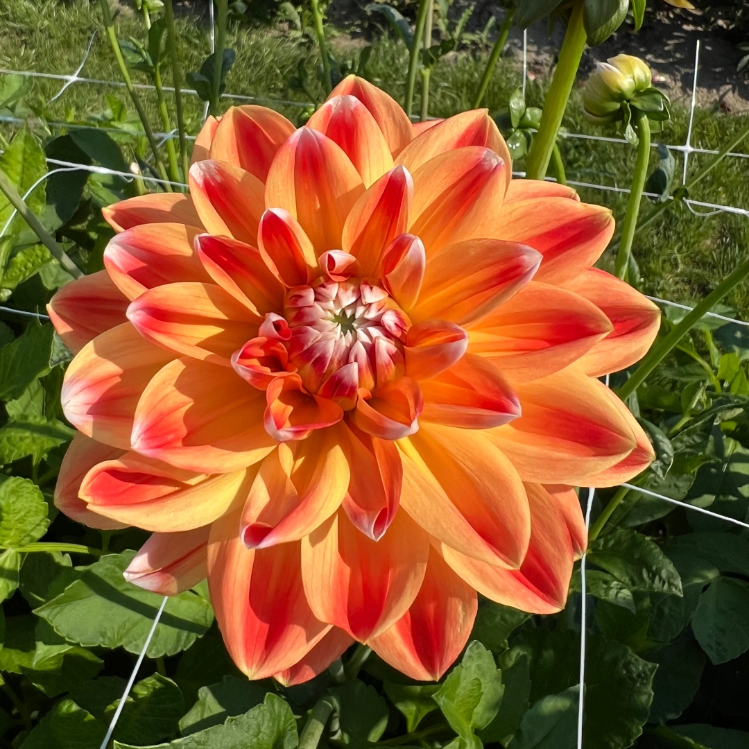 Dekorativdahlia 'Hapet Harmony'