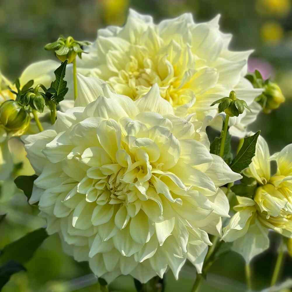 Koristedaalia 'Ice Breaker'