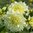 Koristedaalia 'Ice Breaker'
