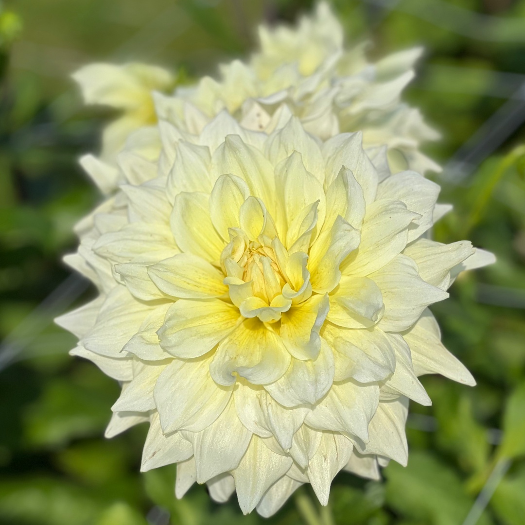 Koristedaalia 'Ice Breaker'