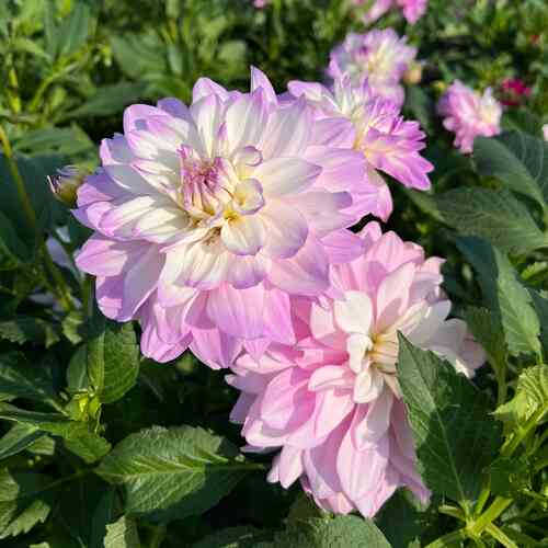 Koristedaalia 'Bitsy'