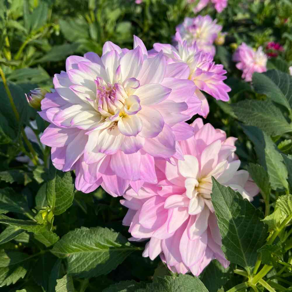 Dekorativdahlia 'Bitsy'