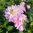 Dekorativdahlia 'Bitsy'