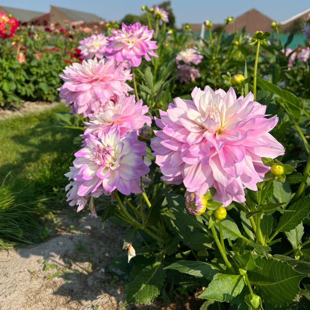 Dekorativdahlia 'Bitsy'