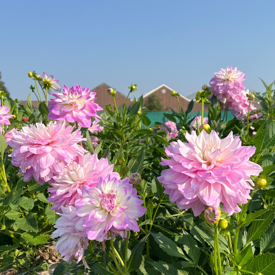 Dekorativdahlia 'Bitsy'