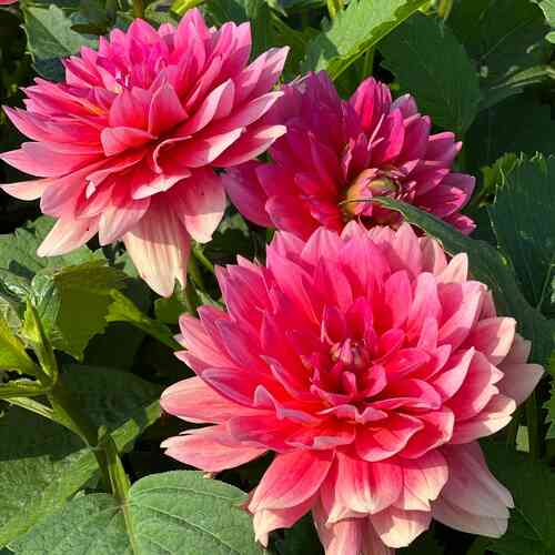 Koristedaalia 'Berliner Kleene'