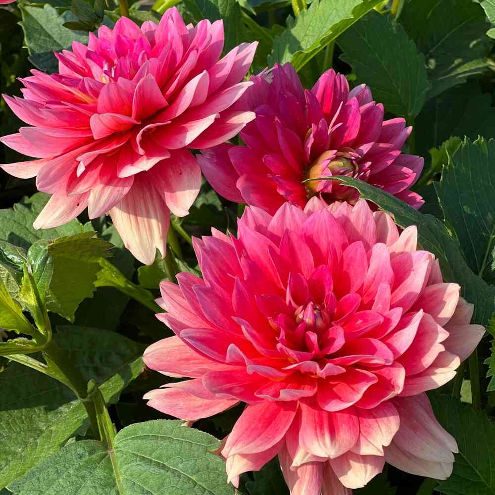 Dekorativdahlia 'Berliner Kleene'