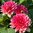 Dekorativdahlia 'Berliner Kleene'