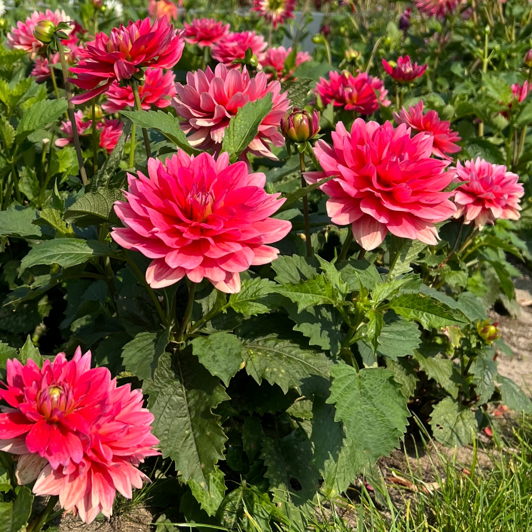 Dekorativdahlia 'Berliner Kleene'