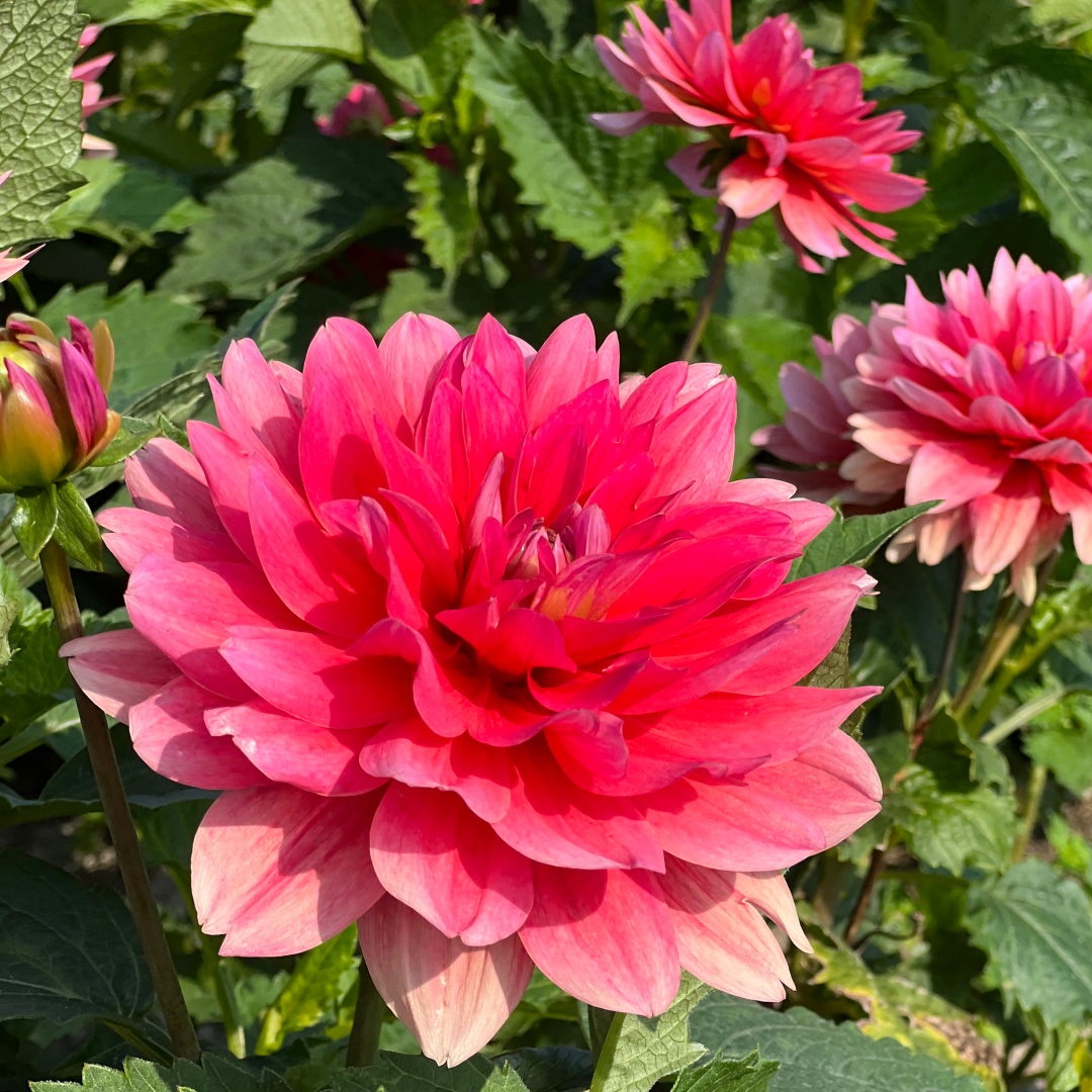 Dekorativdahlia 'Berliner Kleene'