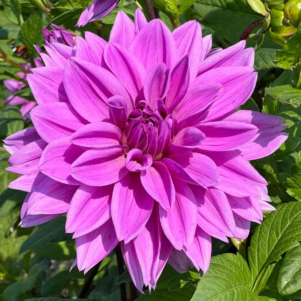 Dekorativdahlia 'Lilac Time'