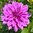 Dekorativdahlia 'Lilac Time'